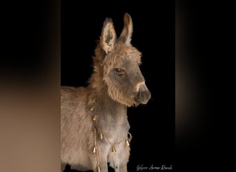 Burro, Yegua, 1 año, 74 cm, Tordo