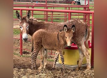 Burro Mestizo, Yegua, 1 año