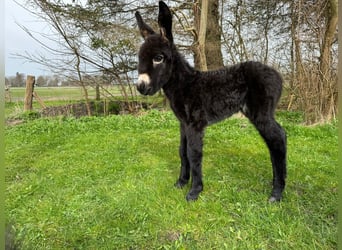 Burro, Yegua, 1 año, Castaño oscuro