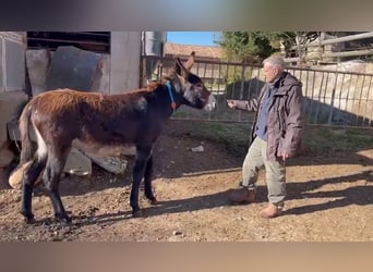 Burro, Yegua, 1 año, Negro