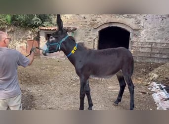 Burro, Yegua, 2 años, 140 cm, Negro