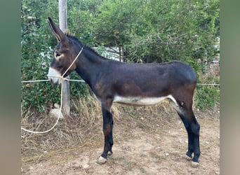 Burro, Yegua, 2 años, 155 cm, Negro