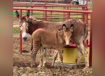 Burro Mestizo, Yegua, 2 años
