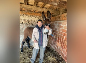 Burro, Yegua, 2 años, Negro