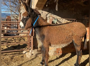 Burro, Yegua, 2 años, Negro