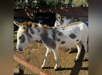 Burro, Yegua, 3 años, 135 cm