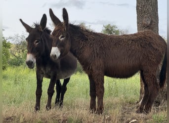 Burro, Yegua, 3 años, 138 cm, Castaño oscuro