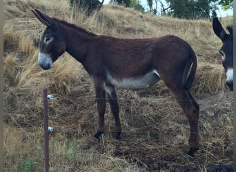 Burro, Yegua, 3 años, 156 cm, Castaño