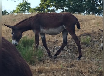 Burro, Yegua, 3 años, 156 cm, Castaño