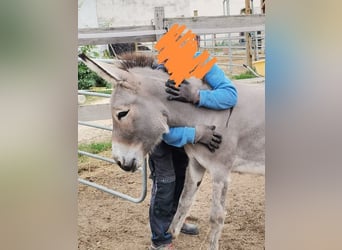 Burro, Yegua, 3 años