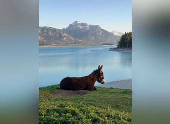 Burro, Yegua, 4 años, 140 cm, Morcillo