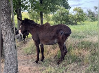 Burro, Yegua, 4 años, 145 cm, Castaño oscuro