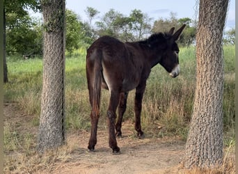 Burro, Yegua, 4 años, 147 cm, Castaño oscuro