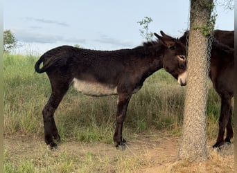 Burro, Yegua, 4 años, 147 cm, Castaño oscuro