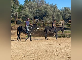 Burro, Yegua, 4 años, 151 cm, Negro