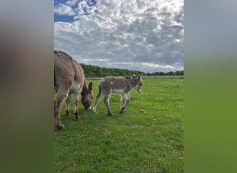 Burro, Yegua, 5 años, 110 cm, Grullo