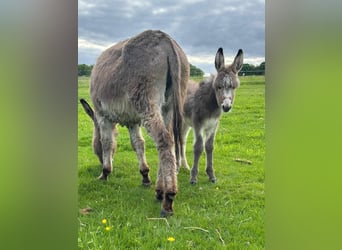 Burro, Yegua, 5 años, 110 cm, Grullo