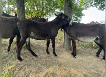Burro, Yegua, 5 años, 138 cm, Castaño oscuro
