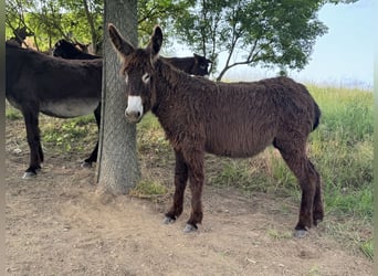 Burro, Yegua, 5 años, 138 cm, Castaño oscuro