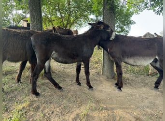 Burro, Yegua, 5 años, 138 cm, Castaño oscuro