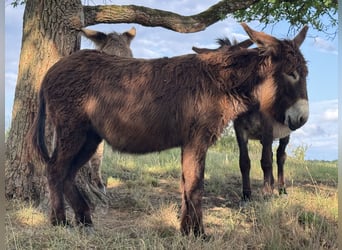Burro, Yegua, 5 años, 138 cm, Castaño oscuro