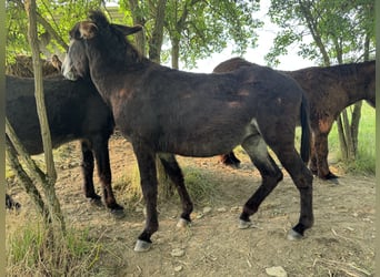 Burro, Yegua, 5 años, 138 cm, Castaño oscuro
