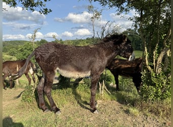 Burro, Yegua, 5 años, 138 cm, Castaño oscuro
