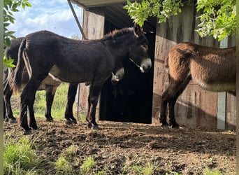 Burro, Yegua, 5 años, 138 cm, Castaño oscuro