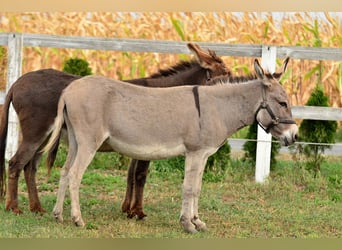 Burro, Yegua, 6 años, 125 cm, Bayo