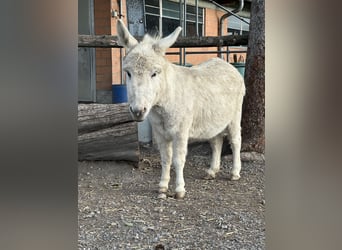 Burro, Yegua, 6 años, 80 cm, Tordo