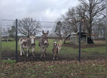 Burro, Yegua, 6 años, Pío