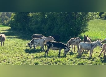 Burro, Yegua, 7 años, 105 cm, Pío