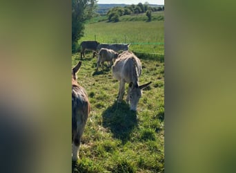 Burro, Yegua, 7 años, 105 cm, Pío