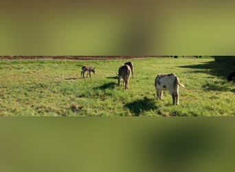 Burro, Yegua, 7 años, 105 cm, Pío