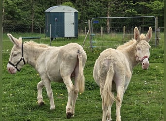 Burro, Yegua, 7 años, 130 cm, Cremello