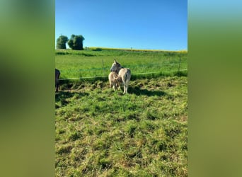 Burro, Yegua, 8 años, 105 cm, Pío