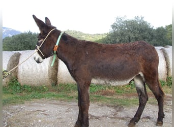 Burro, Yegua, 8 años, 148 cm, Negro