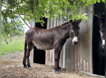 Burro, Yegua, 8 años, 155 cm, Castaño oscuro