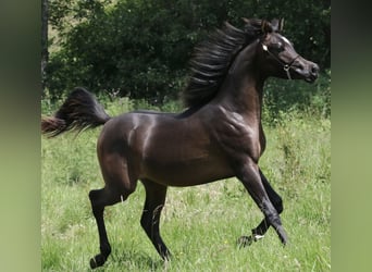 Volbloed Arabier, Hengst, 3 Jaar, 154 cm, Zwart