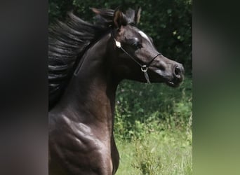 Vollblutaraber, Hengst, 3 Jahre, 154 cm, Rappe