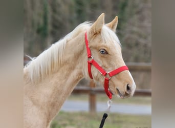 BWP (cheval de sang belge), Étalon, 1 Année, 138 cm, Palomino