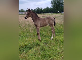 BWP (cheval de sang belge), Étalon, 1 Année, 140 cm, Bai brun foncé