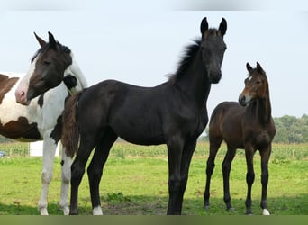 BWP (cheval de sang belge), Étalon, 1 Année, 140 cm, Bai brun foncé