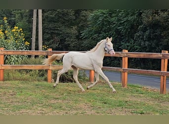 BWP (cheval de sang belge), Étalon, 1 Année, 147 cm, Perlino
