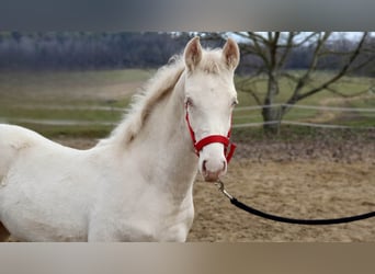 BWP (cheval de sang belge), Étalon, 1 Année, 147 cm, Perlino