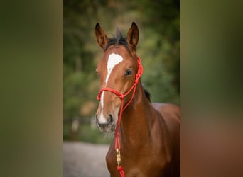 BWP (cheval de sang belge), Étalon, 1 Année, 158 cm, Bai cerise