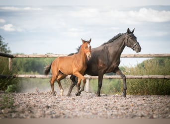 BWP (cheval de sang belge), Étalon, 1 Année, 158 cm, Bai cerise