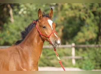 BWP (cheval de sang belge), Étalon, 1 Année, 158 cm, Bai cerise