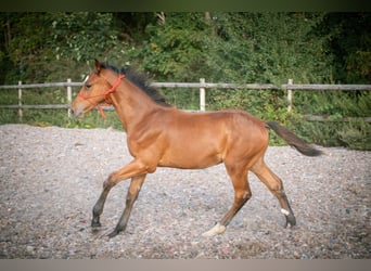 BWP (cheval de sang belge), Étalon, 1 Année, 158 cm, Bai cerise