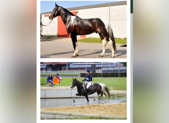BWP (cheval de sang belge), Étalon, 1 Année, 160 cm, Tobiano-toutes couleurs